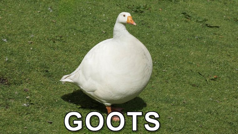 an image of a fat goose, labelled 'goots'